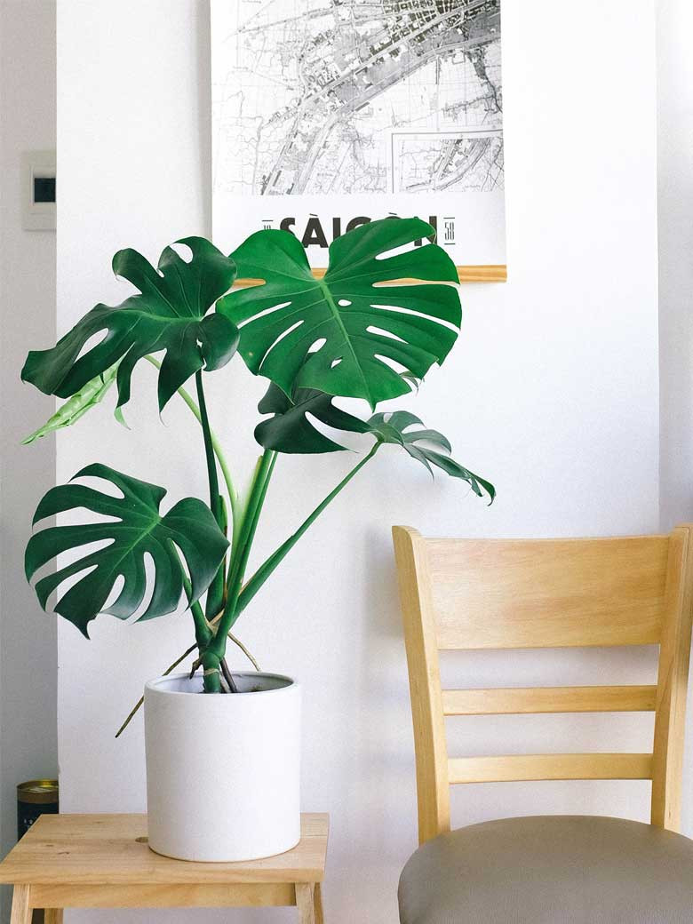 Indoor plants | Shade loving plants