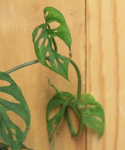 tulbagh-nursery-philodendron-tauerii-monstera