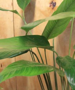 tulbagh-nursery-calathea-ornata-sanderiana-prayer-plant