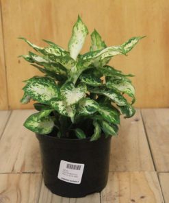 tulbagh-nursery-dieffenbachia-dumb-cane-plant