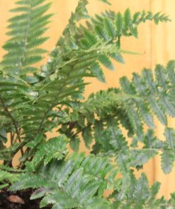 tulbagh-nursery-fern-polystichum-shield-fern