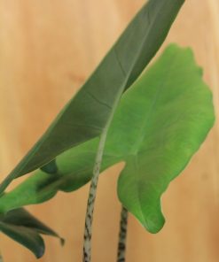 tulbagh-nursery-alocasia-zebrina